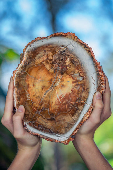 Petrified Wood Slice